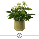 Green White Champion by Blooming Luxury