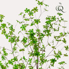 Kunstplant - Tropseolum - Oost Indistent - 210 cm by Green boutiQ