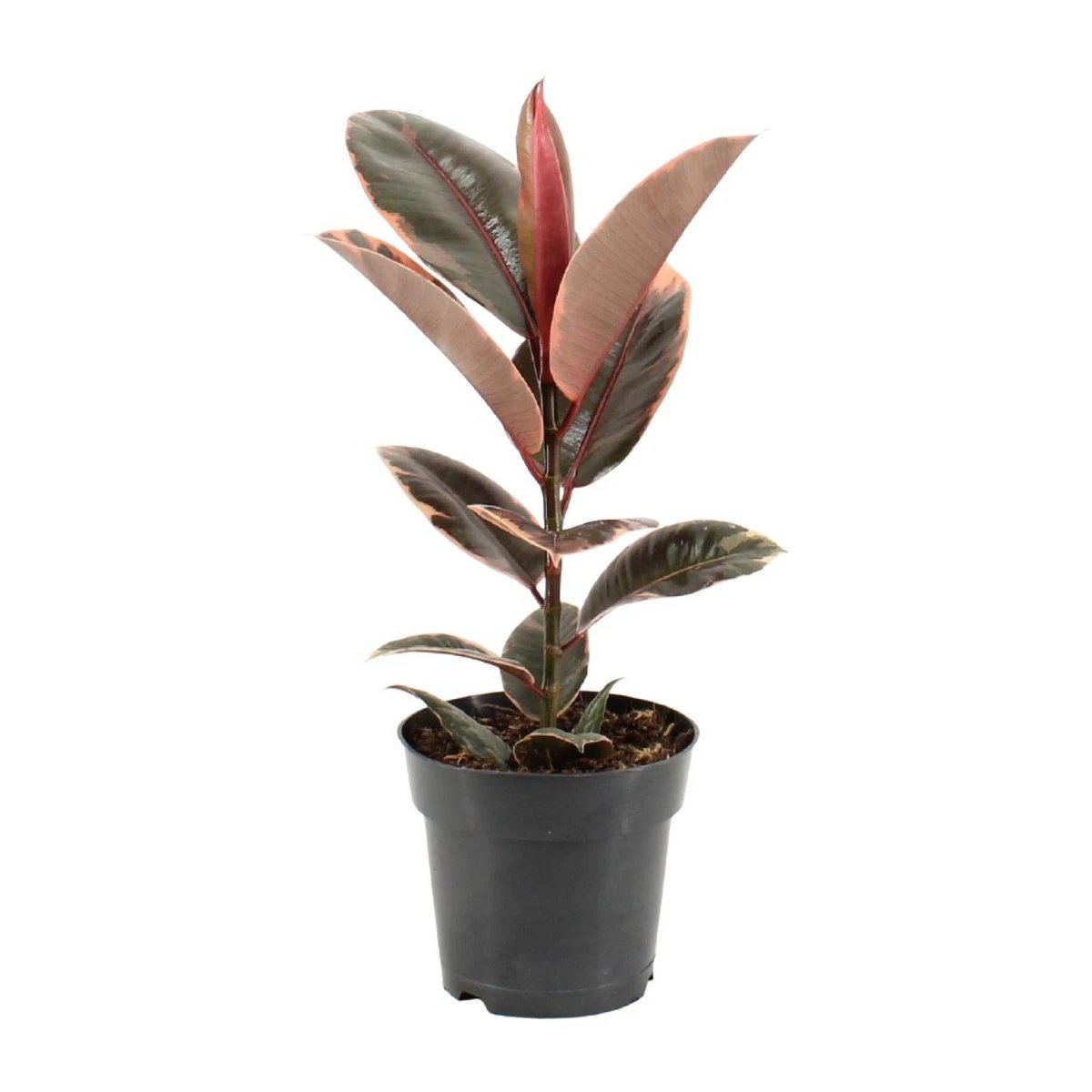 Ficus Elastica Belize - Ø17cm - ↕55cm by MEERgroothandel Planten