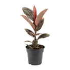 Ficus Elastica Belize - Ø17cm - ↕55cm by MEERgroothandel Planten