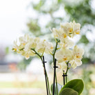 Kolibri Orchids | Geschenkset Ostern groß | Grüne Pflanzen mit gelber Phalaenopsis-Orchidee in schlichten gelben Dekotöpfen am Bambustablett von Kolibri Company