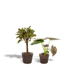 Ficus elastica Melany – Ø21 cm – ↕85 cm + Alocasia wentii – Ø19 cm – ↕60 cm + Korb Igmar von MEERgroothandel Planten