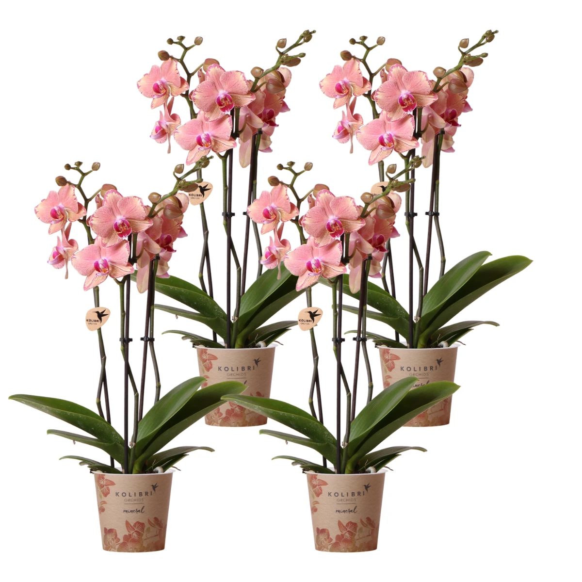 Hummingbird Orchids | COMBI DEAL of 4 Phalaenopsis orchids - Pirate Picotee - pot size Ø12cm | flowering houseplant - fresh from the grower by Kolibri Company