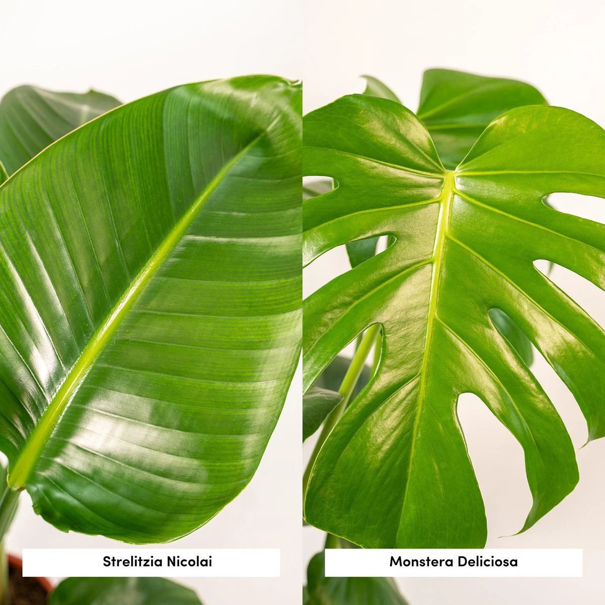 Strelitzia Nicolai - ↨85cm - Ø19cm + Monstera Deliciosa - ↨75cm - Ø21cm by MEERgroothandel Planten