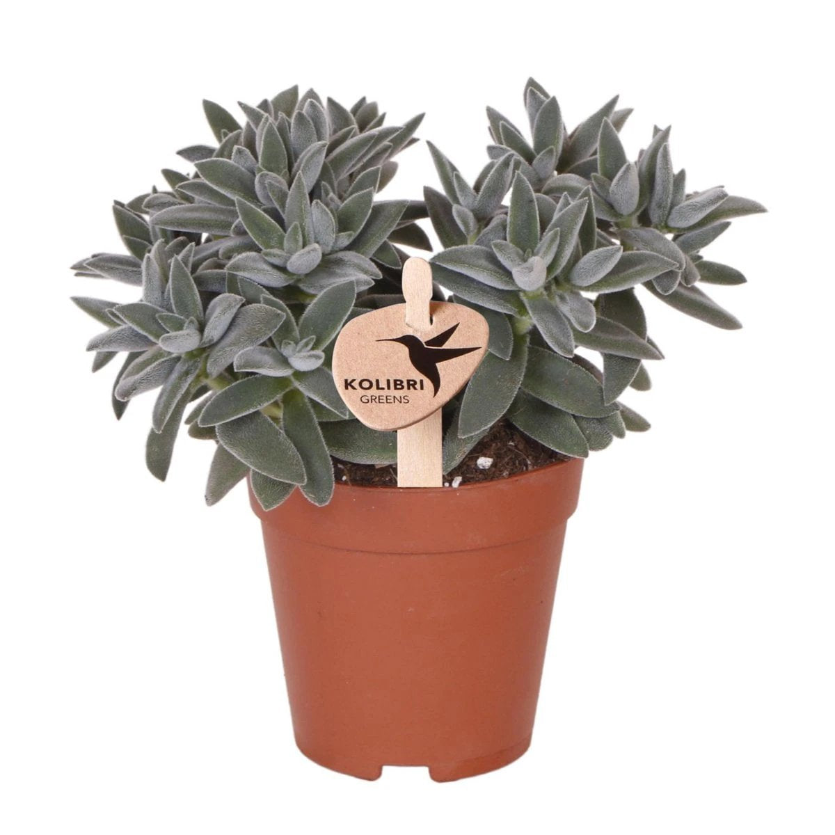 Hummingbird Greens | Green plant - Succulent Tarantula - green houseplant - fresh from the grower - Ø9cm by Kolibri Company