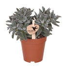 Hummingbird Greens | Green plant - Succulent Tarantula - green houseplant - fresh from the grower - Ø9cm by Kolibri Company