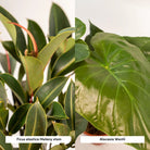 Ficus elastica Melany – Ø21 cm – ↕85 cm + Alocasia wentii – Ø19 cm – ↕60 cm + Korb Igmar von MEERgroothandel Planten