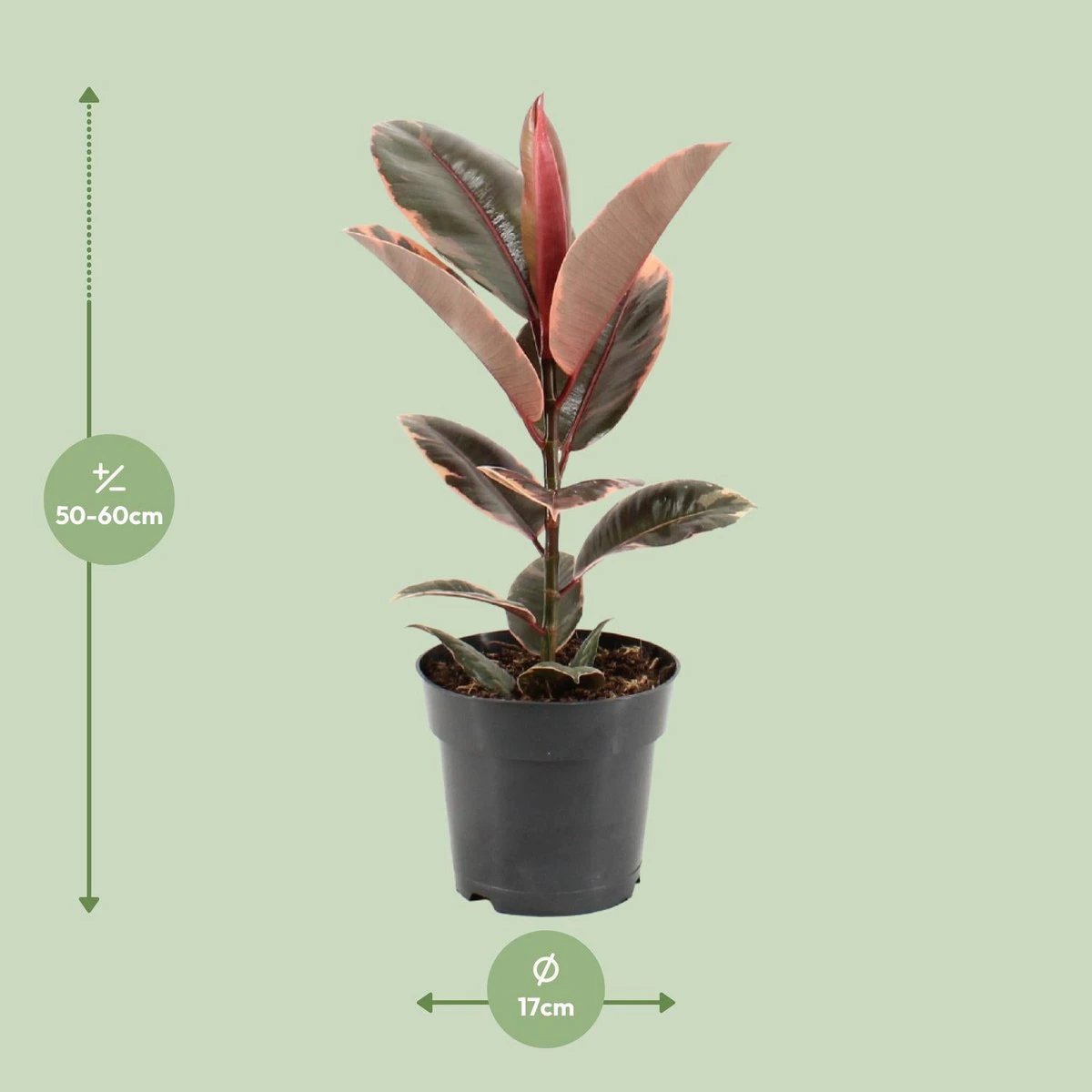 Ficus Elastica Belize - Ø17cm - ↕55cm by MEERgroothandel Planten