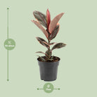 Ficus Elastica Belize - Ø17cm - ↕55cm by MEERgroothandel Planten