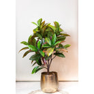 Art plant - Croton Codiaeum - Wonder bush - 120 cm by Green boutiQ