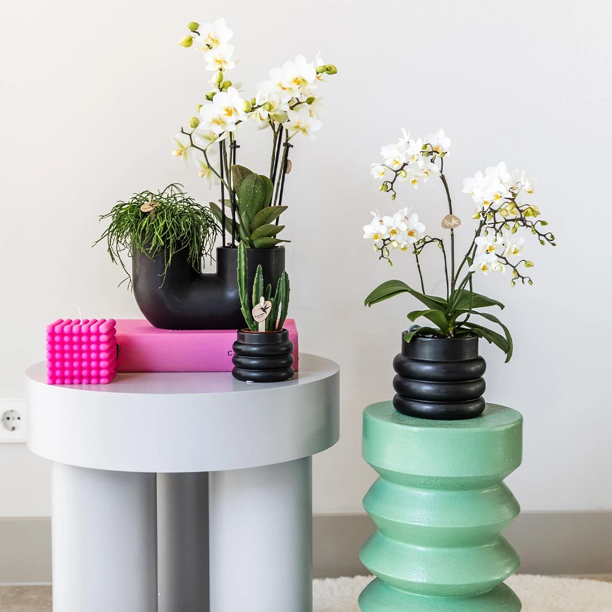 Hummingbird Orchids | White phalaenopsis orchid - Lausanne + Bubble pot black - pot size Ø9cm | flowering houseplant - fresh from the grower by Kolibri Company