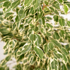 Ficus benjamina Twilight - ↨95cm - Ø21cm + Korb Igmar von MEERgroothandel Planten