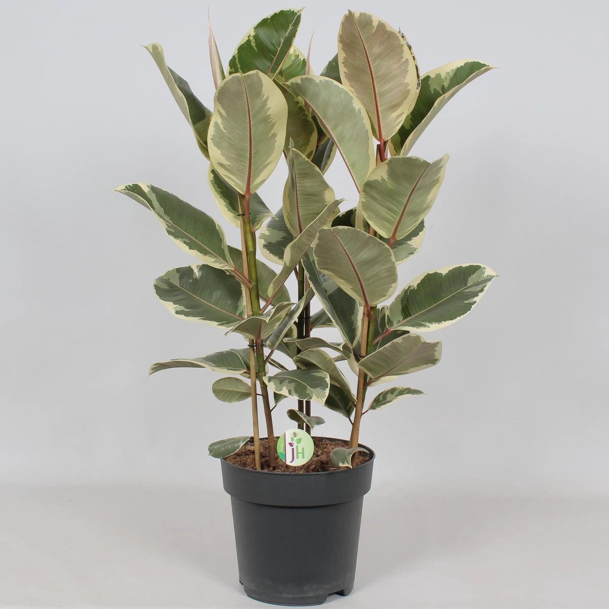 Ficus Tineke – Ø27 cm – ↕85 cm von MEERgroothandel Planten