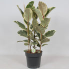 Ficus Tineke – Ø27 cm – ↕85 cm von MEERgroothandel Planten