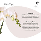 Hummingbird Orchids | white Phalaenopsis orchid - Amabilis + Leaf pot pink - pot size Ø9cm | flowering houseplant - fresh from the grower by Kolibri Company