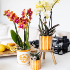 Kolibri Home I Malaga pot - Orange - Ø9cm by Kolibri Company