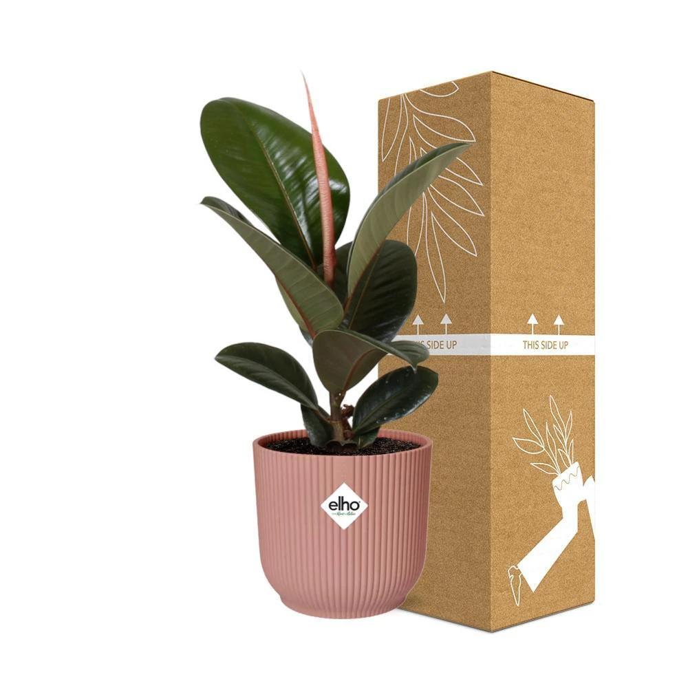 Ficus Elastica 'Robusta' in ELHO Vibes Fold 14cm pink by MEERgroothandel Planten