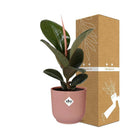 Ficus Elastica 'Robusta' in ELHO Vibes Fold 14cm pink by MEERgroothandel Planten