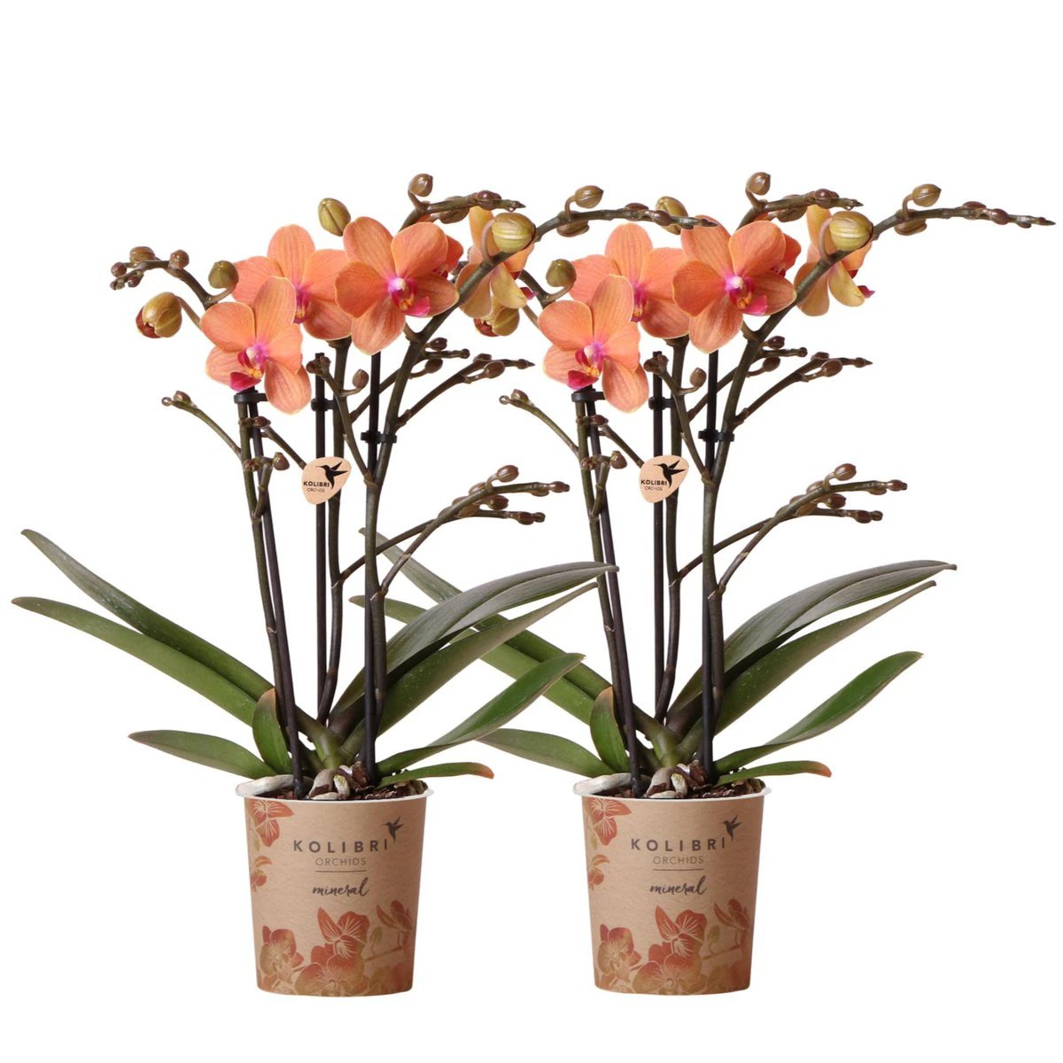 Kolibri Orchids | Combi Deal of 2 Orange Phalaenopsis Orchids - Bolzano - Pot size Ø9cm flowering houseplant - Fresh from the grower by Kolibri Company