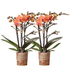 Kolibri Orchideen | Kombi-Angebot von 2 orangefarbenen Phalaenopsis-Orchideen – Bolzano – Topfgröße Ø9 cm, blühende Zimmerpflanze – Frisch vom Züchter von Kolibri Company