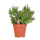 Kolibri Greens | Green Plant - Succulent Crassula Hobbit | green houseplant - Fresh from the grower - Ø12cm by Kolibri Company