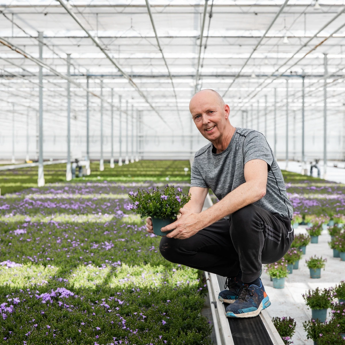 2x Campanula Addenda Ambella Intense Purple in Granada Sier-Töpfen – Topfgröße 12 cm – mehrjährig – winterhart von Kolibri Company