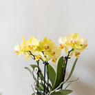 Colibr Orchids | yellow Phalaenopal orchid - Albeng + Painted Stripe pot yellow - potmate Ø9cm | -driving room plant - freshly from the grower by Kolibri Company