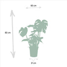 Strelitzia Nicolai - ↨85cm - Ø19cm + Monstera Deliciosa - ↨75cm - Ø21cm by MEERgroothandel Planten