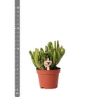 Kolibri Greens | Green Plant - Succulent Crassula Hobbit Pot size Ø6cm | green houseplant - fresh from the grower by Kolibri Company