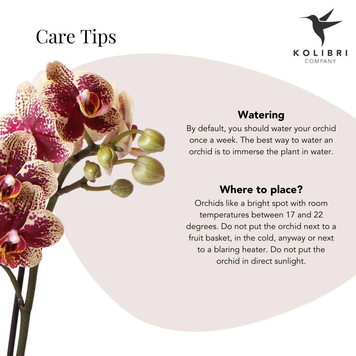 Hummingbird Orchids | Yellow red phalaenopsis orchid - Spain + Bee pot - pot size Ø9cm | flowering houseplant - fresh from the grower by Kolibri Company