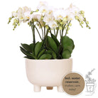 Kolibri Orchids | Weißes Pflanzenset in Gummy-Schale inkl. Wasserreservoir | Drei weiße Orchideen | Mono-Bouquet Weiß mit autarkem Wasserreservoir von Kolibri Company