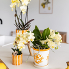 Hummingbird Home | Painted stripe - Orange - Ø6cm by Kolibri Company