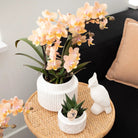Kolibri Orchids - Surprise box mix - plant discount box - surprise box with 4 different orchids - fresh from the grower by Kolibri Company
