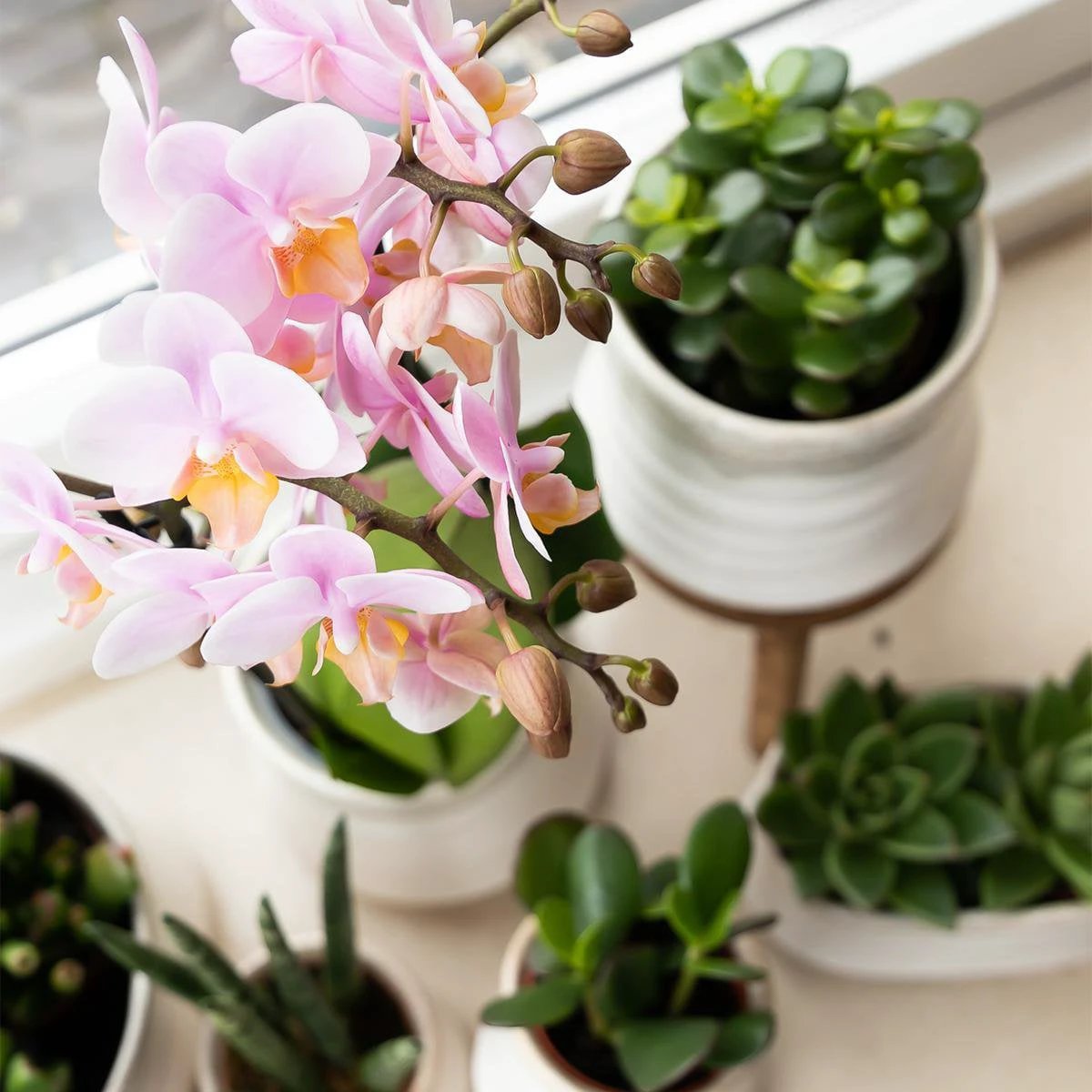 Kolibri Greens | Green Plant - Succulent Crassula Minor - Pot size Ø9cm - Green houseplant - Fresh from the grower by Kolibri Company