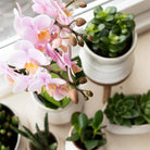 Kolibri Greens | Green Plant - Succulent Crassula Minor - Pot size Ø9cm - Green houseplant - Fresh from the grower by Kolibri Company