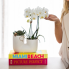 Hummingbird Orchids | Set of white orchid Amabilis and succulent in Tube decorative pot white - pot size Ø9cm | flowering houseplant - fresh from the grower by Kolibri Company