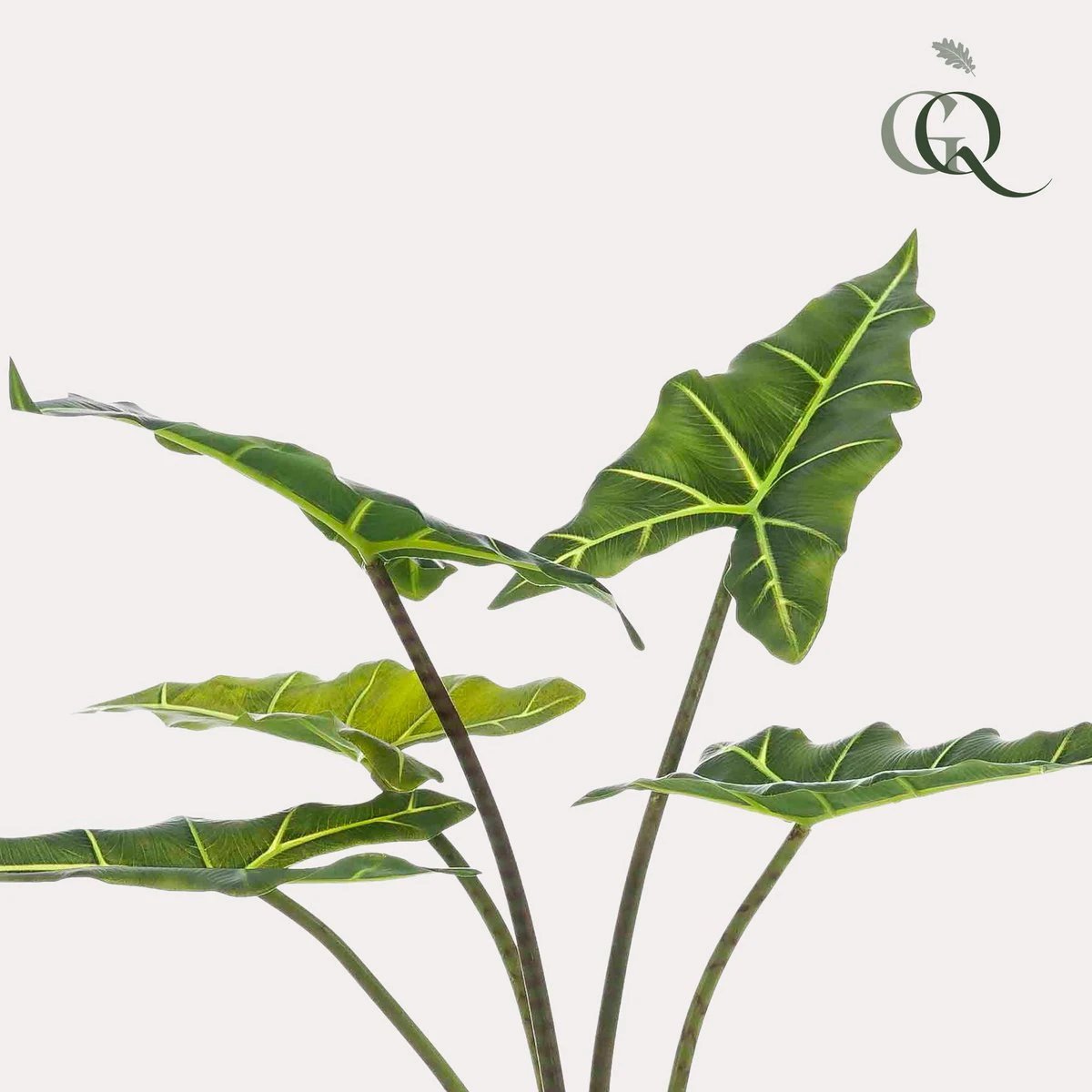 Art plant - Alocasia Frydek - Elephants ear - 80 cm by Green boutiQ