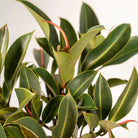 Ficus elastica Melany Stamm - ↨90cm - Ø21cm + Topf Mayk Gold von MEERgroothandel Planten