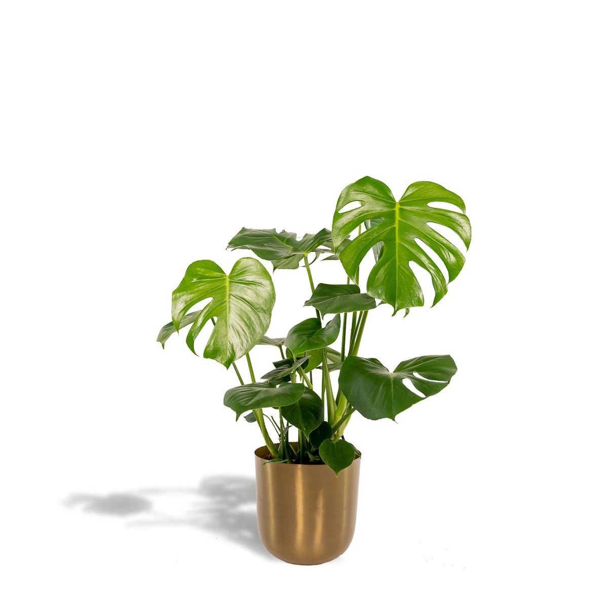 Monstera Deliciosa - ↨80cm - Ø21cm + Pot Mayk Gold by MEERgroothandel Planten