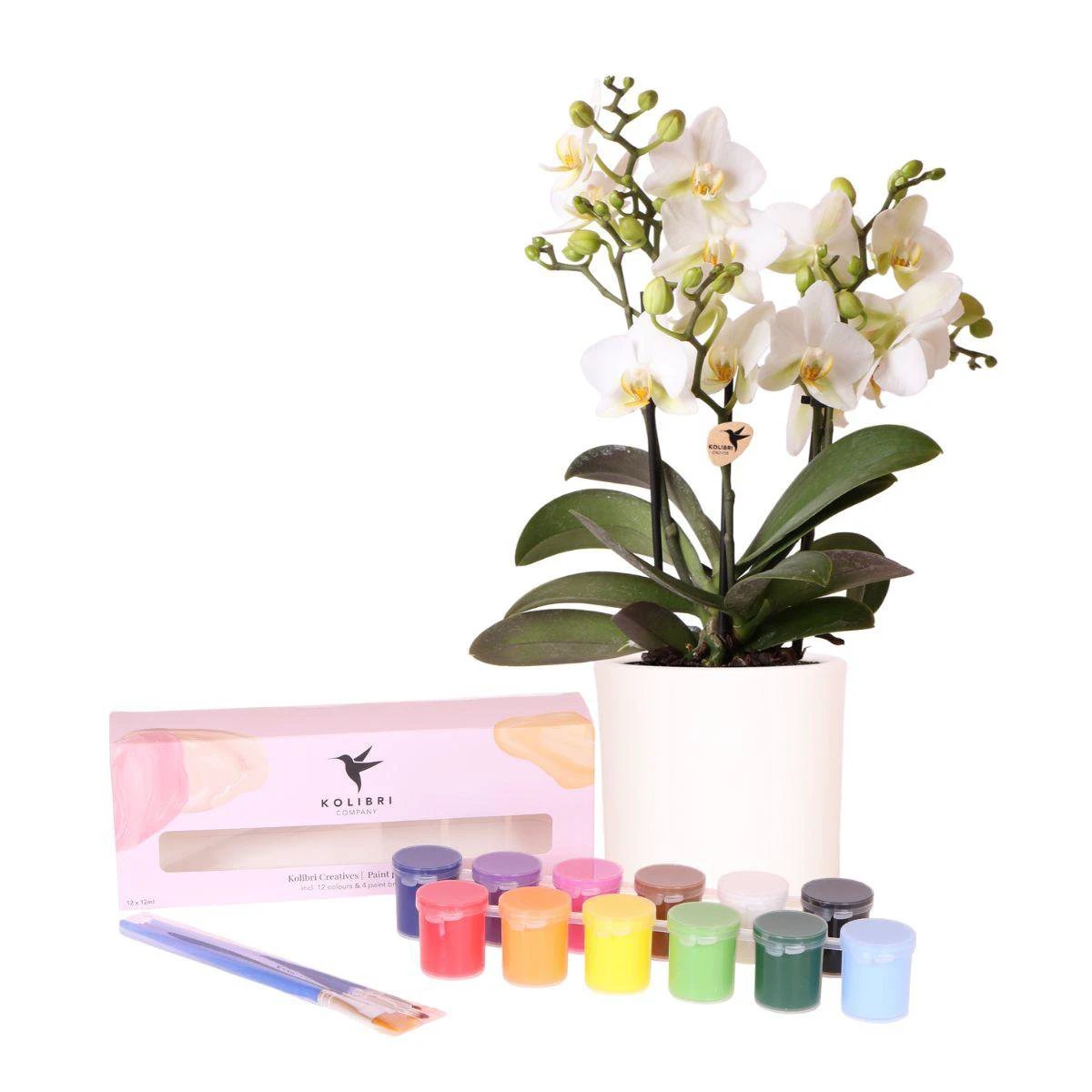 Kolibri Creatives | Paint package for painting 4 flower pots + orchids | for 4 persons | Novice artist by Kolibri Company