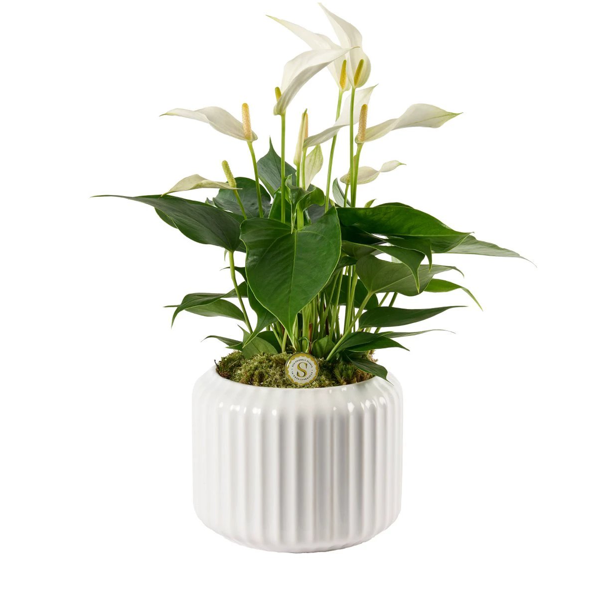 Bologna White Cava by Blooming Luxury