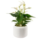 Bologna White Cava by Blooming Luxury