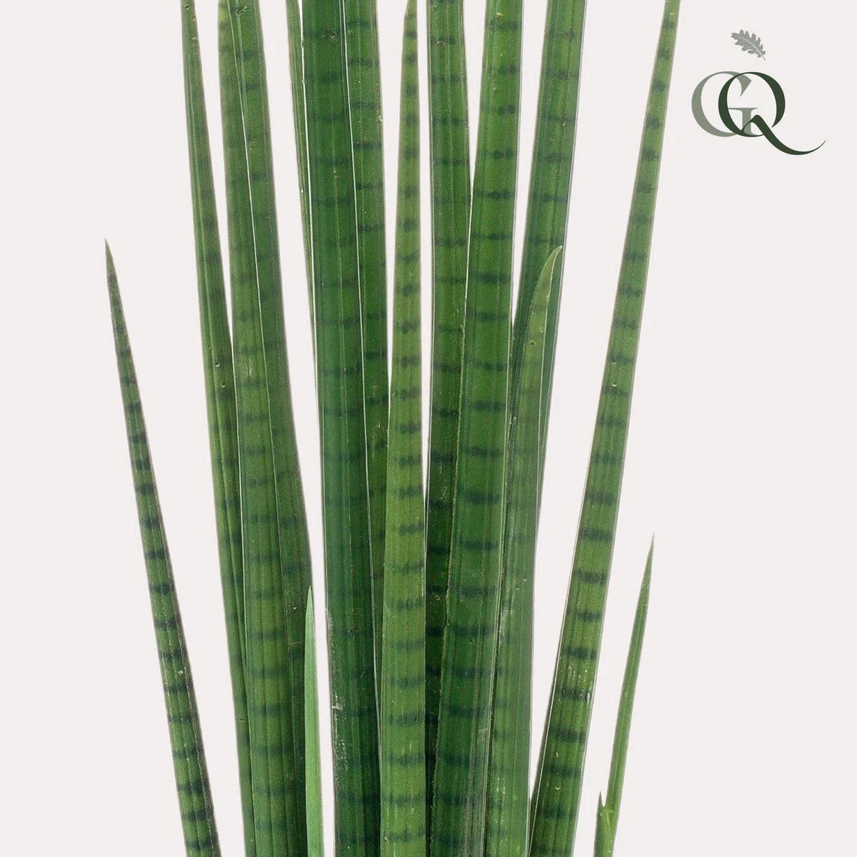 Art plant - Sanseveria Cylindrica - Woman tongue - 70 cm by Green boutiQ
