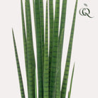 Art plant - Sanseveria Cylindrica - Woman tongue - 70 cm by Green boutiQ