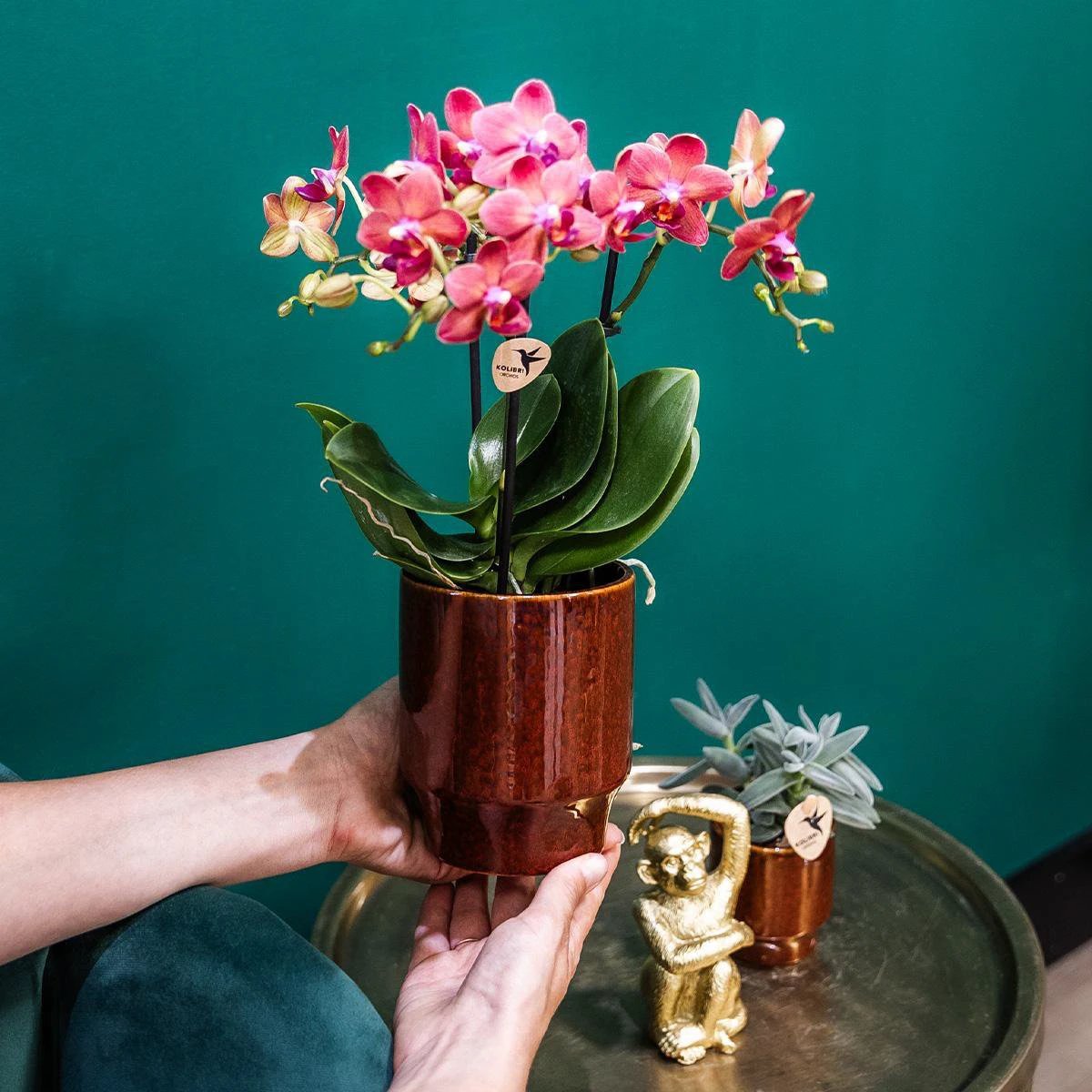 Kolibri-Orchideen | rote Phalaenopsis-Orchidee – Congo + Classy Red – Topfgröße Ø9 cm | blühende Zimmerpflanze – frisch vom Züchter von Kolibri Company