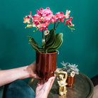 Kolibri-Orchideen | rote Phalaenopsis-Orchidee – Congo + Classy Red – Topfgröße Ø9 cm | blühende Zimmerpflanze – frisch vom Züchter von Kolibri Company
