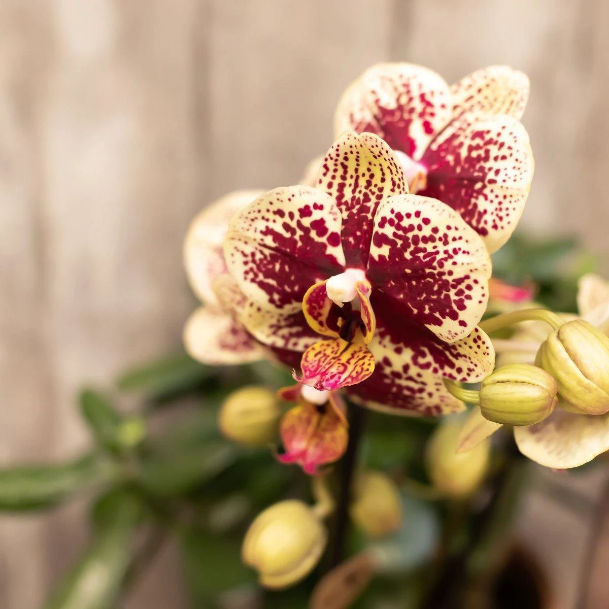 Kolibris Orchideen | KOMBI-ANGEBOT mit 4 gelb-roten Phalaenopsis-Orchideen - Spanien - Topfgröße Ø9cm | blühende Zimmerpflanze - frisch vom Züchter von Kolibri Company