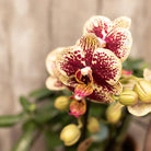Kolibris Orchideen | KOMBI-ANGEBOT mit 4 gelb-roten Phalaenopsis-Orchideen - Spanien - Topfgröße Ø9cm | blühende Zimmerpflanze - frisch vom Züchter von Kolibri Company
