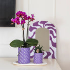 Kolibri Home | Candy sierpot | Hoog - Lilac - Ø9cm by Kolibri Company