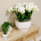 Colibr Orchids | white orchids set in Scandic dish incl. water reservoir | three white orchids Ghent 12cm | Mono Buquet white with self-supporting water reservoir by Kolibri Company